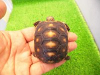 美！　アカアシリクガメ（バルバドスCB）　約５.５ｃｍ　１