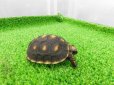 画像6: 美！　アカアシリクガメ（バルバドスCB）　約５.５ｃｍ　１