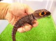 画像1: 美！　アカメカブトトカゲ　約１８cm♂　１ (1)