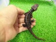 画像5: 美！　アカメカブトトカゲ　約１８cm♂　１