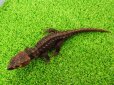 画像7: 美！　アカメカブトトカゲ　約１８cm♂　１