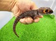 画像4: 美！　アカメカブトトカゲ　約１８cm♂　１