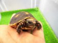 画像4: 美！　アカアシリクガメ（バルバドスCB）　約５.５ｃｍ　１