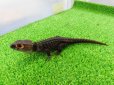 画像6: 美！　アカメカブトトカゲ　約１８cm♂　１