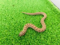 美！　セイブシシバナヘビ　約２０cm　１　