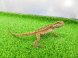 画像6: 美！　フトアゴヒゲトカゲ（オレンジ）　約１３cm　１