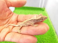 美！　クレステッドゲッコー（ピンストライプ）　約９cm １
