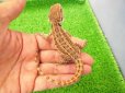 画像4: 美！　フトアゴヒゲトカゲ（オレンジ）　約１３cm　１
