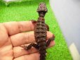 画像4: 美！　モトイカブトトカゲ　約１４cm　たぶん♂　２