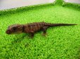 画像6: 美！　モトイカブトトカゲ　約１４cm　たぶん♂　２