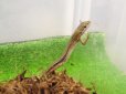 画像1: 美！　ニホンカナヘビ　約１４cm♂　１　 (1)