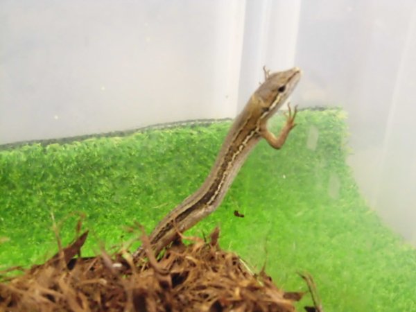 画像1: 美！　ニホンカナヘビ　約１４cm♂　１　