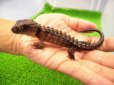 画像1: 美！　モトイカブトトカゲ　約１４cm　たぶん♂　２ (1)