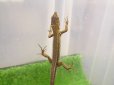 画像3: 美！　ニホンカナヘビ　約１４cm♂　１　 (3)