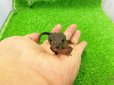 画像7: 美！　モトイカブトトカゲ　約１４cm　たぶん♂　２