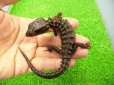 画像3: 美！　モトイカブトトカゲ　約１４cm　たぶん♂　２
