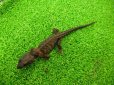 画像8: 美！　モトイカブトトカゲ　約１４cm　たぶん♂　２