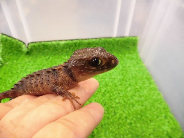 画像2: 美！　モトイカブトトカゲ　約１４cm　たぶん♂　２