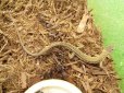 画像2: 美！　ニホンカナヘビ　約１４cm♂　１　 (2)