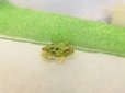 画像1: 美！　ブラジルツノガエル　約２.５cm　１ (1)