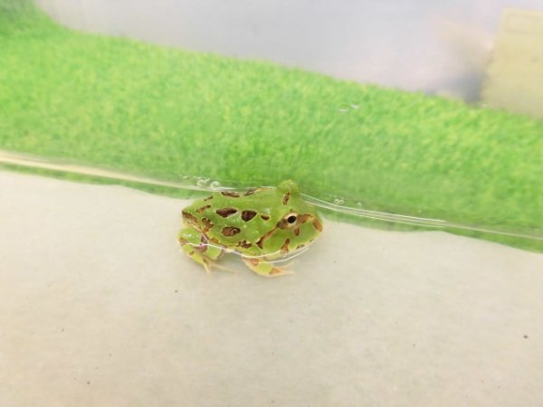 画像1: 美！　ブラジルツノガエル　約２.５cm　１