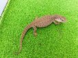 画像5: 美！　サバンナモニター　約２０cm　１