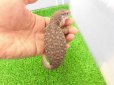 画像3: 美！　サバンナモニター　約２０cm　１
