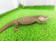 画像6: 美！　サバンナモニター　約２０cm　１