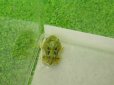 画像3: 美！　ブラジルツノガエル　約２.５cm　１ (3)