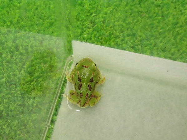 画像3: 美！　ブラジルツノガエル　約２.５cm　１
