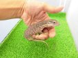 画像1: 美！　サバンナモニター　約２０cm　１ (1)