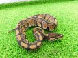 画像2: 美！　ボールパイソン（2025FH）　約３０cm♀　３ (2)