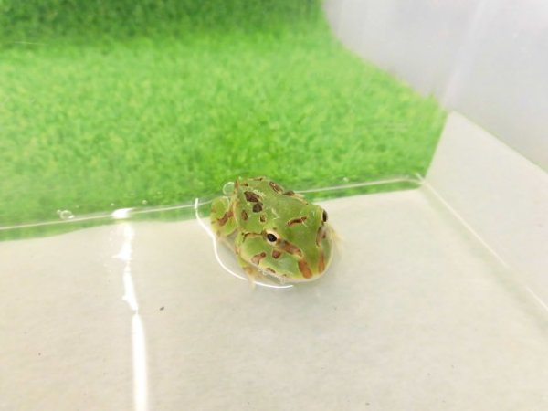 画像2: 美！　ブラジルツノガエル　約２.５cm　１