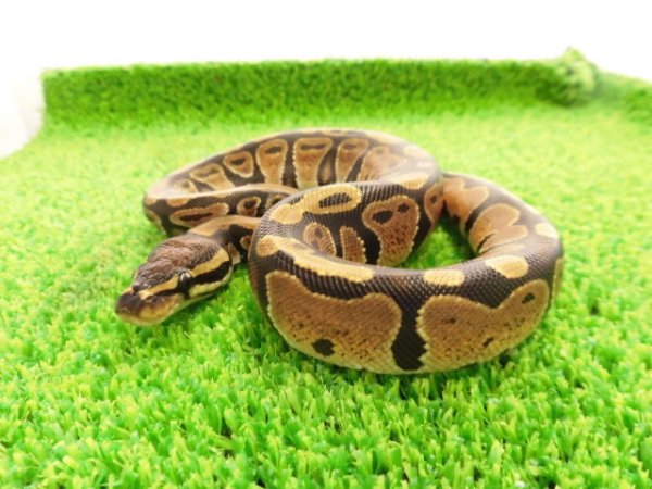 画像3: 美！　ボールパイソン（2025FH）　約３０cm♀　３