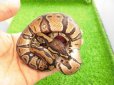 画像5: 美！　ボールパイソン（2025FH）　約３０cm♀　３ (5)
