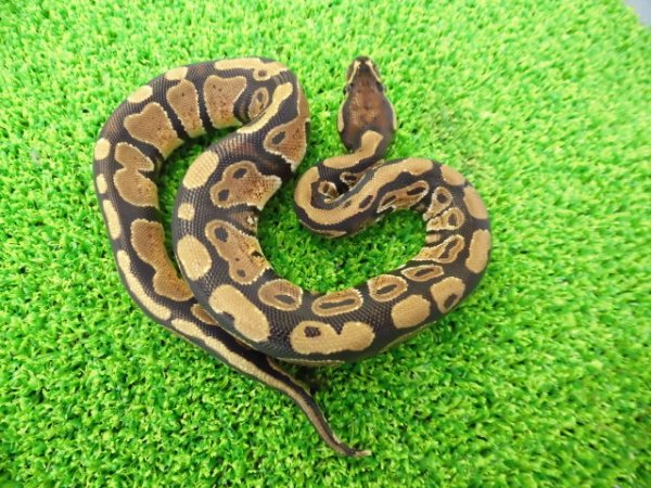画像1: 美！　ボールパイソン（2025FH）　約３０cm♀　３