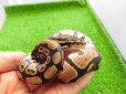 画像4: 美！　ボールパイソン（2025FH）　約３０cm♀　３ (4)