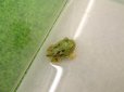 画像4: 美！　ブラジルツノガエル　約２.５cm　１ (4)