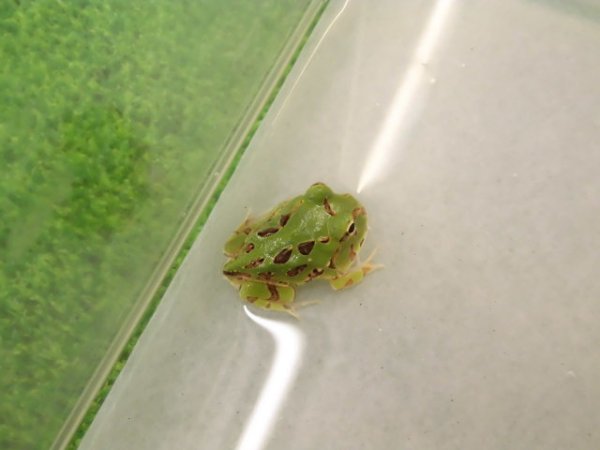 画像4: 美！　ブラジルツノガエル　約２.５cm　１