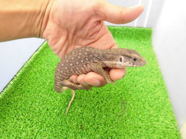 画像2: 美！　サバンナモニター　約２０cm　１