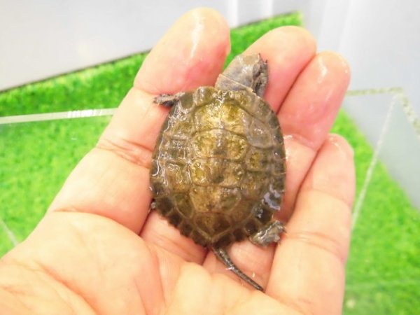 画像1: 美！　ニホンイシガメ　約４cm　B
