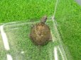 画像5: 美！　ニホンイシガメ　約４cm　B (5)