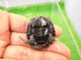 画像4: 美！　ニホンイシガメ　約４cm（多甲板）　１ (4)