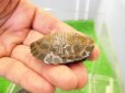 画像2: 美！　ニホンイシガメ　約４.５cm　C (2)