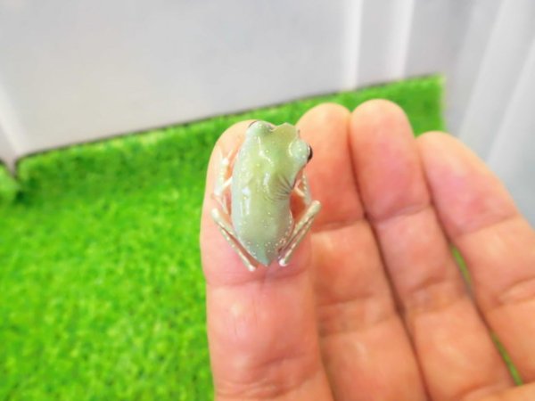 画像2: 美！　イエアメガエルCB　約２cm　１