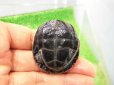 画像4: 美！　ニホンイシガメ　約４.５cm　C (4)