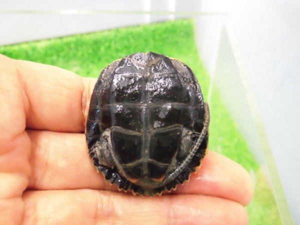 画像4: 美！　ニホンイシガメ　約４.５cm　C