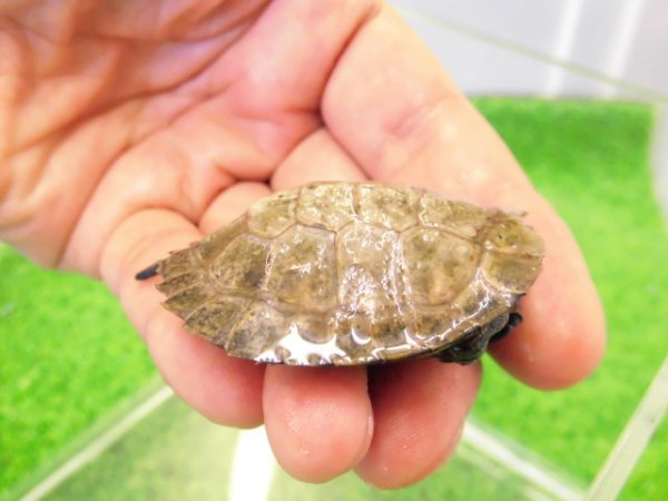 画像2: 美！　ニホンイシガメ　約４.５cm　A