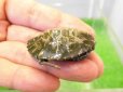 画像2: 美！　ニホンイシガメ　約４cm（多甲板）　１ (2)