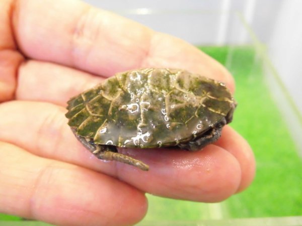 画像2: 美！　ニホンイシガメ　約４cm（多甲板）　１